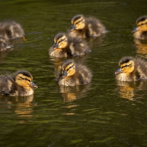 Redwell   15 06 2020   D500   Les 509.jpg